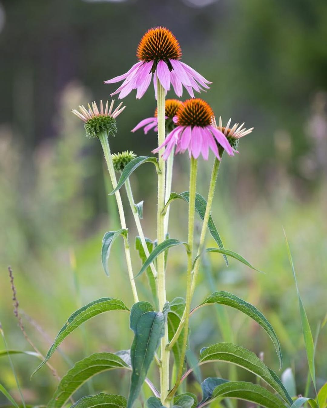 Echinacea