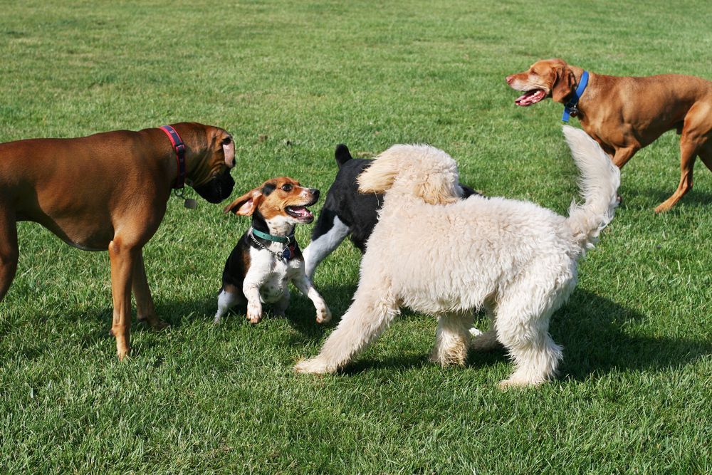 For dogs who do a bit of everything.