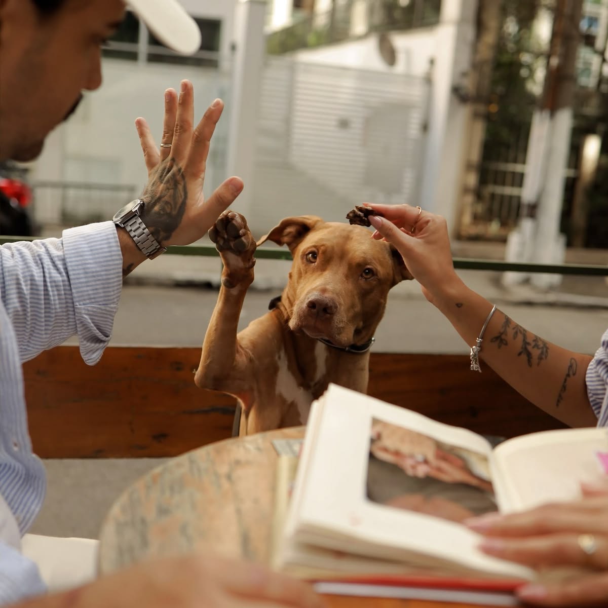 For dogs who taste-test everything.