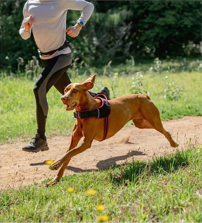 For dogs who live for the zoomies.